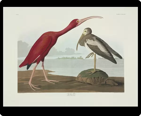 Eudocimus ruber, scarlet Ibis