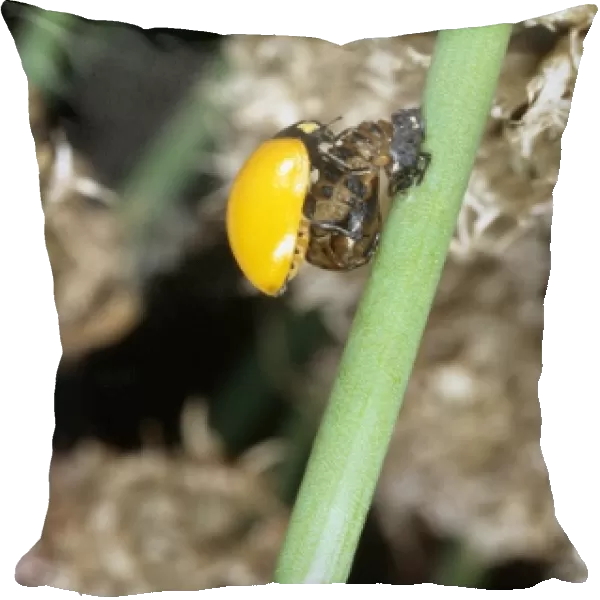 Ladybird just emerged from its pupa case