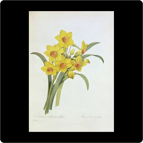 Narcissus tazetta, tazetta daffodil