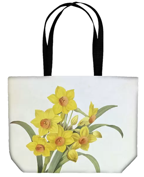 Narcissus tazetta, tazetta daffodil