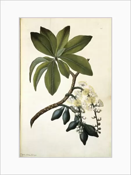 Barringtonia calyptrata, mango pine tree