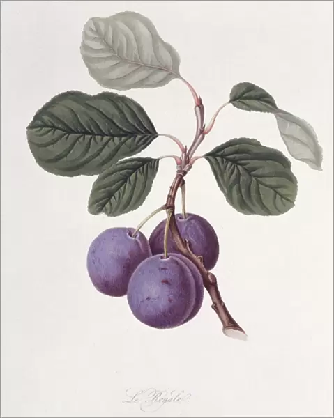 Prunus sp. plum (La Royale Plum)