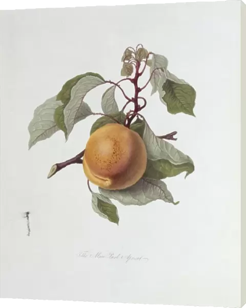 Prunus sp. apricot (The Moor Park Apricot)
