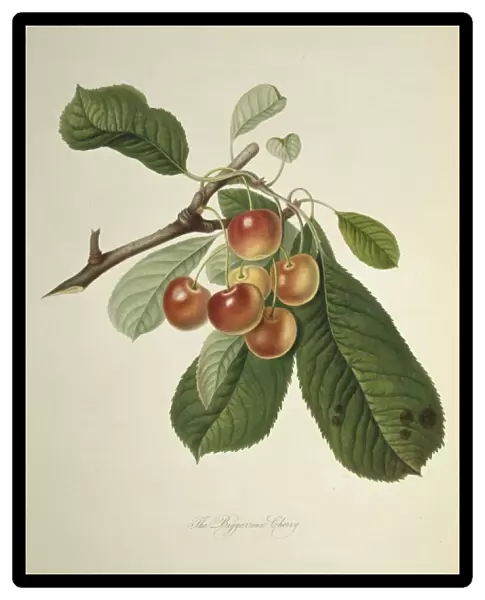 Prunus sp. cherry (Bigarreau Cherry)