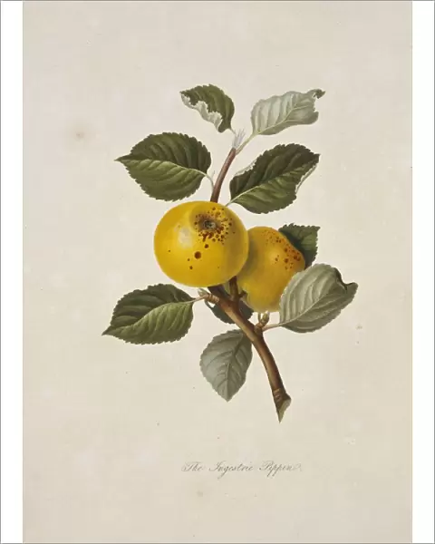 Yellow Ingestrie Pippin Apple