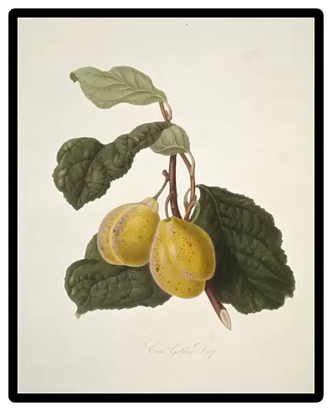 Prunus sp. plum (Coes Golden Drop Plum)