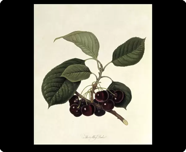 Prunus sp. cherry (The May Duke Cherry)