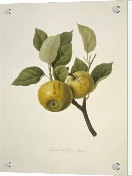 Malas sp. apple (Hughess New Golden Pippin Apple)