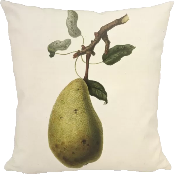Pyrus sp. pear (True St. Germain Pear)