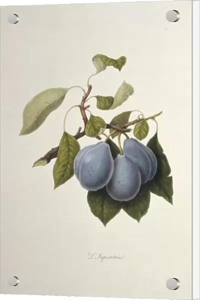 Prunus sp. plum (The Imperatrice Plum)