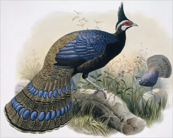 Polyplectron napoleonis, Palawan peacock-pheasant