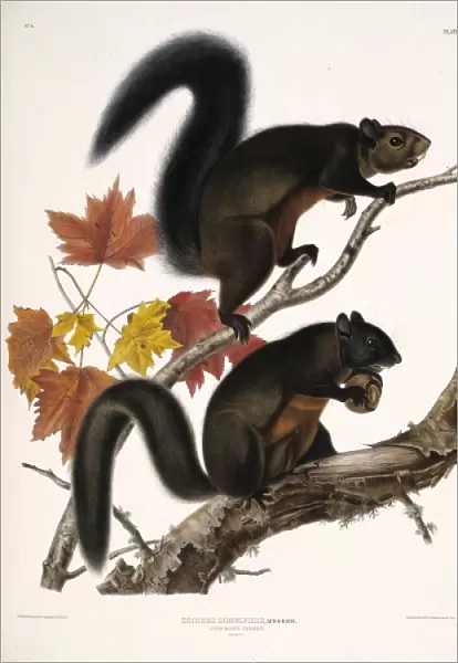 Tamiasciurus douglasii, Douglas squirrel