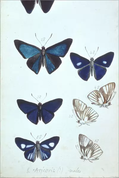 Butterflies from the Amazon by H. W. Bates