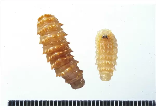 Cephalopina titillator, camel nasal botfly larvae