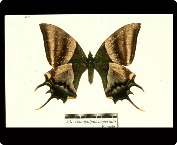 Teinopalpus imperialis, Kaiser-I-Hind