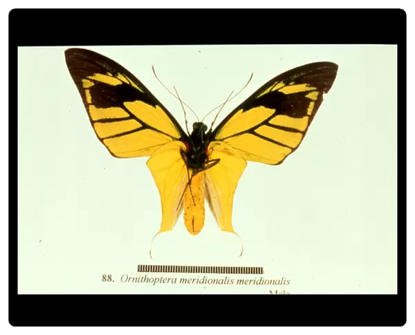 Ornithoptera meridionalis, birdwing butterfly