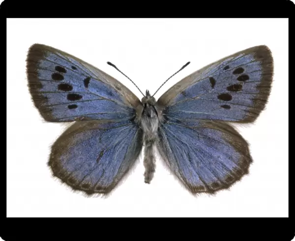 Maculinea arion, large blue