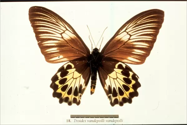 Troides vandepolli, birdwing butterfly