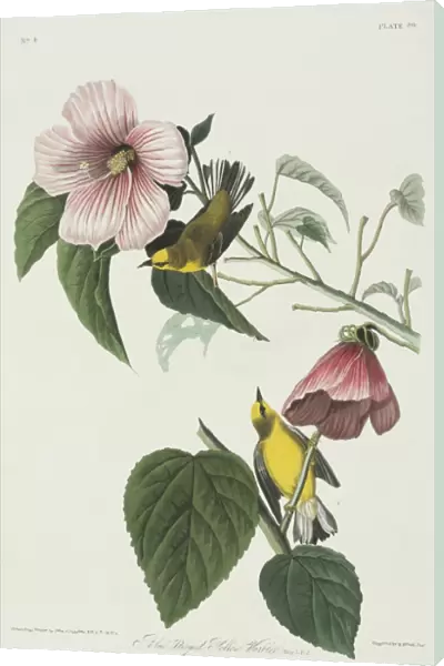 Vermivora pinus, blue-winged warbler