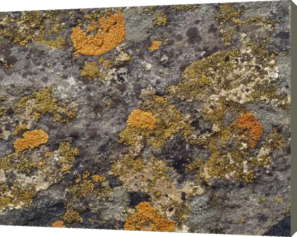 Lichens result from an intimate relationship between a fungus
