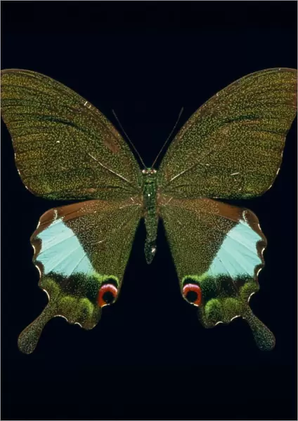 Papilio kama, swallowtail butterfly