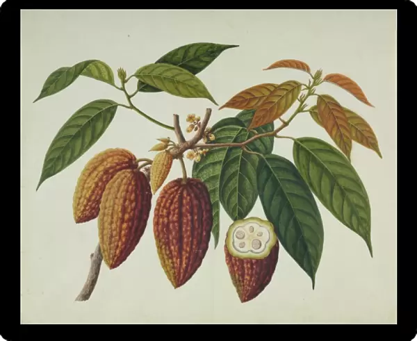 Theobroma cacao, cocoa plant