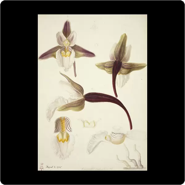 Plate 79 from British Orchids