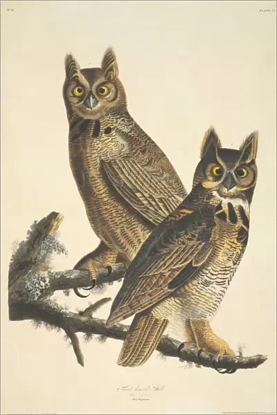 Bubo virginianus, great-horned owl