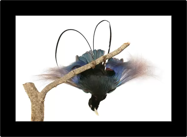 Paradisaea rudolphi, blue bird of paradise
