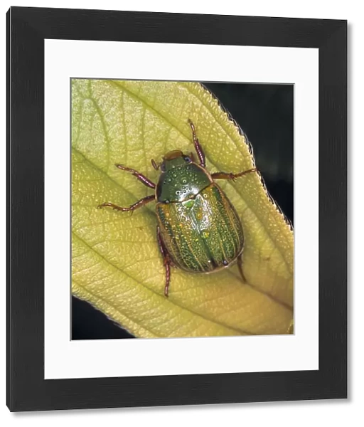 Anomala sp. chafer beetle