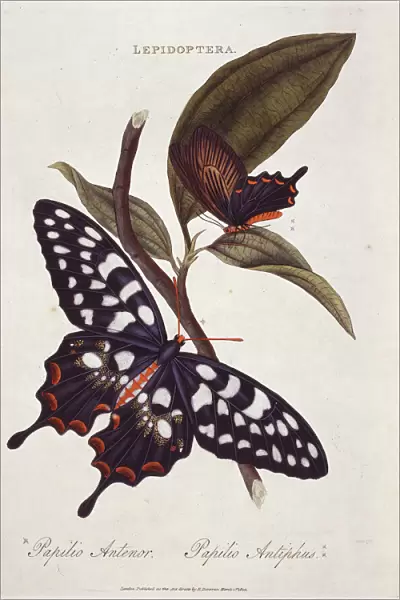 Pharmacophagus antenor, giant swallowtail