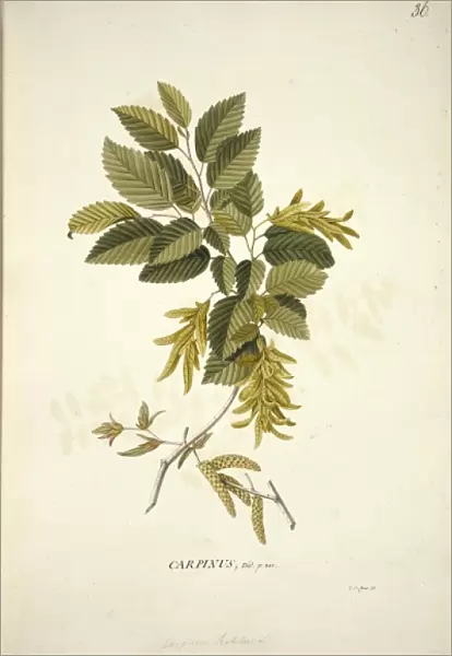 Carpinus betulus L. hornbeam