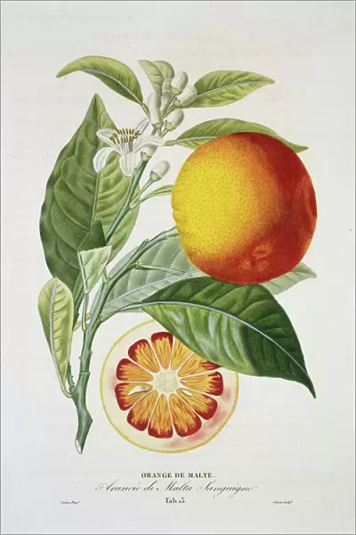 Citrus sinensis, sweet orange