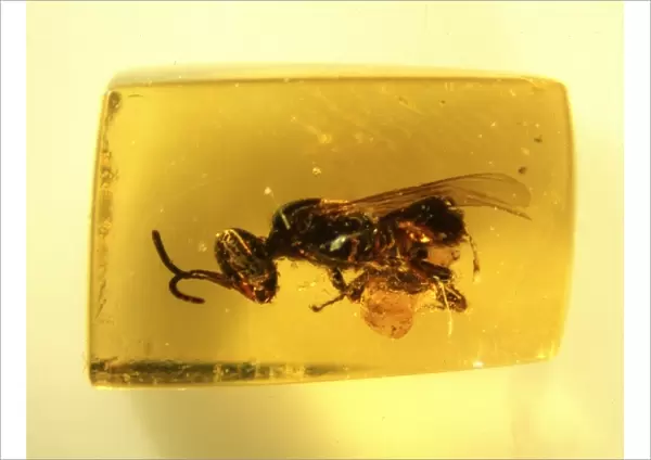 Bee in Dominican amber