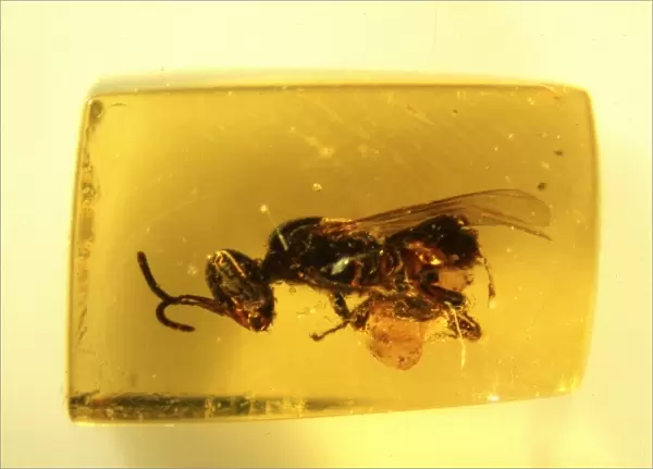 Bee in Dominican amber