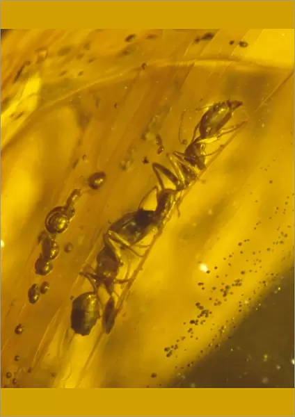 Ants in Dominican amber