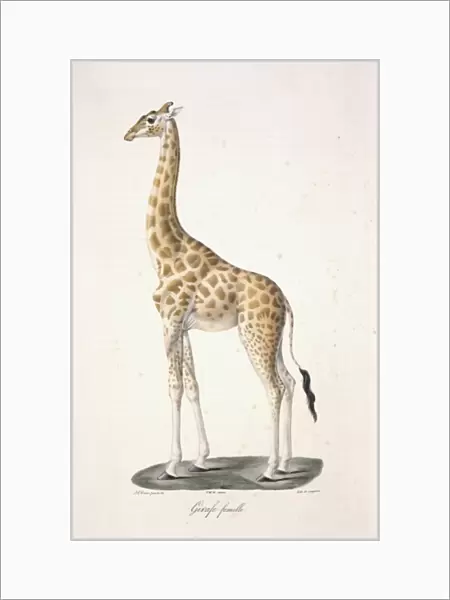 Giraffa camelopardalis, giraffe