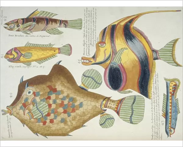 Colourful illustration of five fish