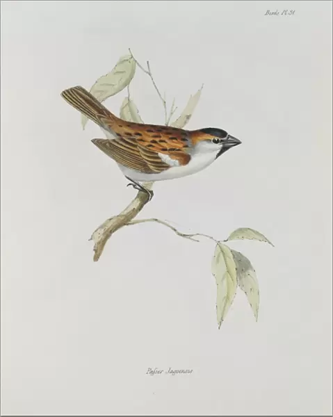 Passer iagoensis, Cape Verde sparrow