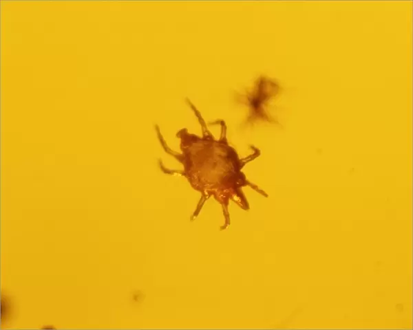 Mite in baltic amber