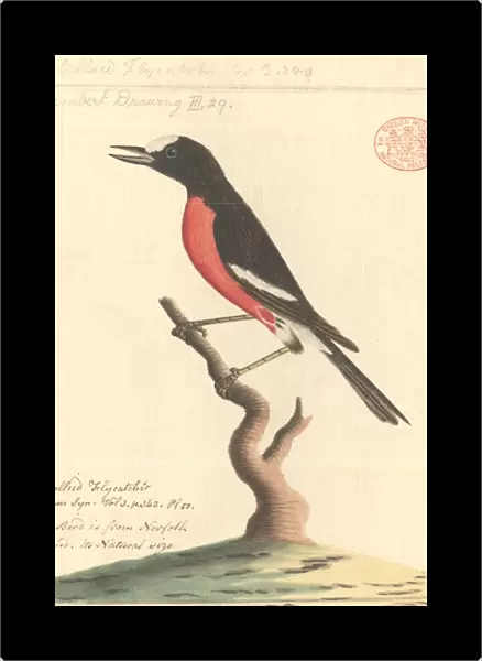 Petroica multicolor, Pacific robin