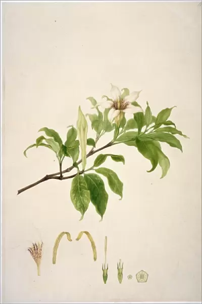 Gardenia rothmannia, candlewood