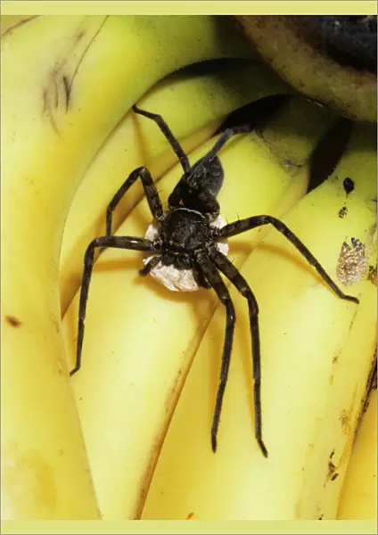 Heteropoda venatoria, huntsman spider