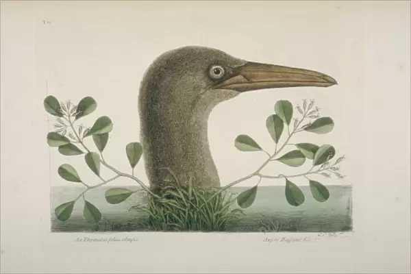 Sula leucogaster, brown booby