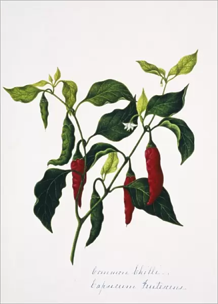 Capsicum frutesceus, common chilli