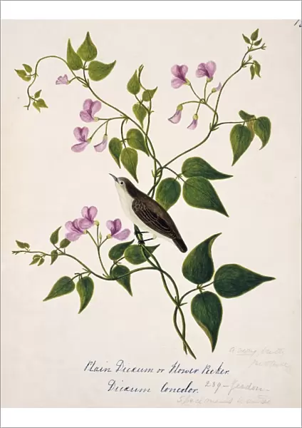 Dicaeum concolor, plain flowerpecker