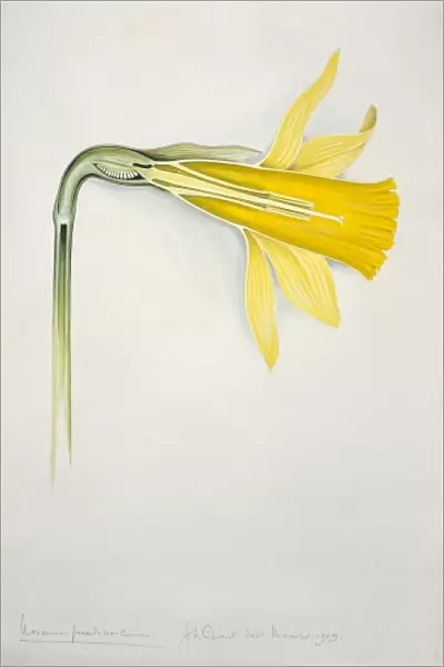 Narcissus pseudonarcissus, daffodil