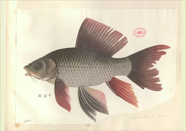 Cyprinus hybiscoides, common carp