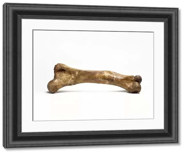 Mammoth thigh bone