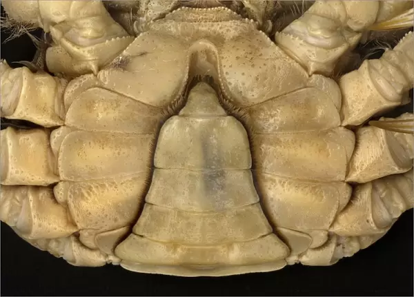 Eriocheir sinensis, Chinese mitten crab